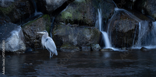Great blue heron standing in a pond near a waterfall