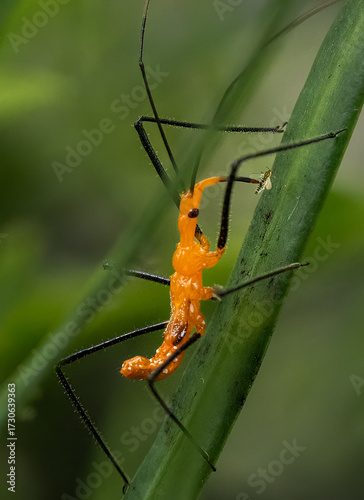 Assassin bug nymph with a tiny fly