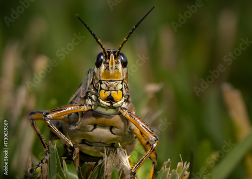 Eastern Lubber Grasshopper