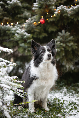 Vertical Portrait of Border Collie with Coniferous Tree with Frost in Winter. Cute Black and White Furry Dog Sits in Cold Weather.