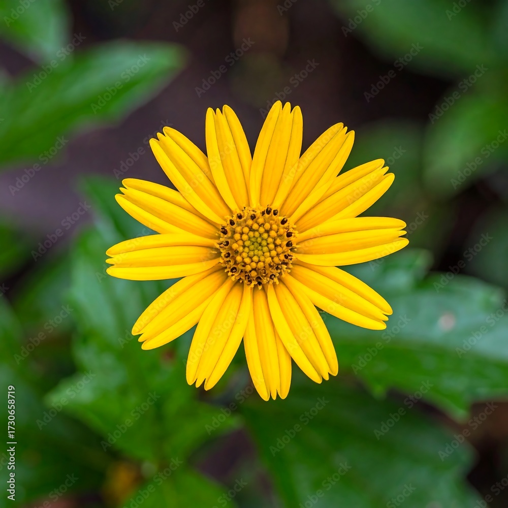 Fototapeta premium Close-up of a bright yellow flower (2)