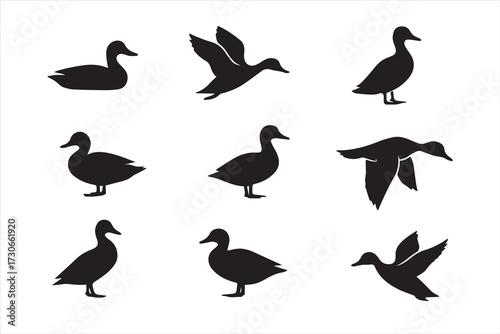 Set of duck silhouettes in different poses, flying, swimming, and standing. Black vector ducks isolated on white for wildlife, nature, hunting, and design elements.