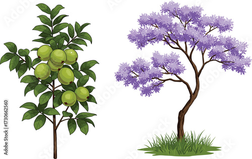 Realistic guava fruit tree with green fruits and jacaranda tree with purple blossoms, tropical exotic garden plants nature illustration