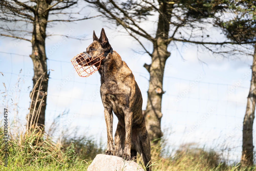 Naklejka premium Brindle dutch shepherd with a muzzle on portrait 