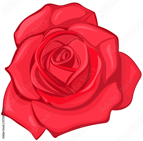 red rose isolated