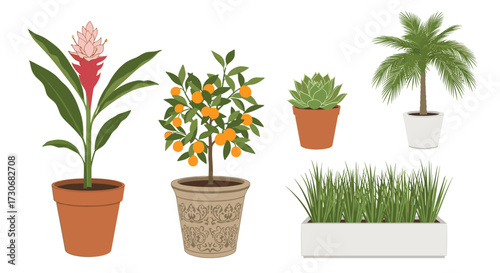 A collection of potted plants for indoor and outdoor spaces featuring citrus trees and tropical flowers.