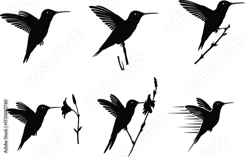Hummingbird silhouette vector collection, flying bird design, flower feeding artwork, black animal clipart, nature illustration, decorative wildlife graphic, artistic drawing