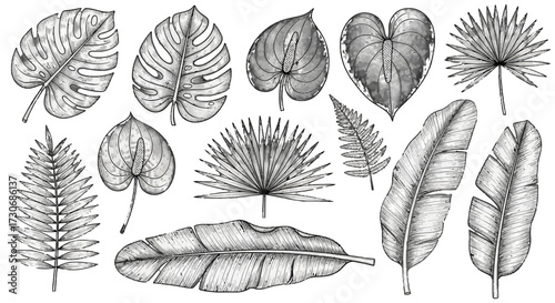 A beautiful set of hand-drawn vintage feather illustrations shows a nature-inspired bird wing vector art pattern