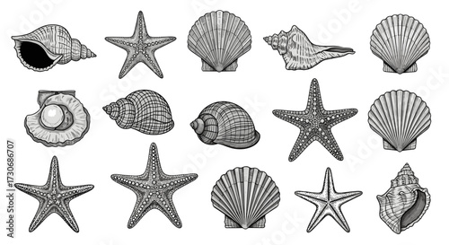 A collection of intricately detailed seashells and starfishes arranged in a visually appealing grid.