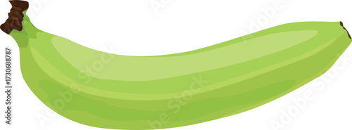 illustration of a green unripe banana