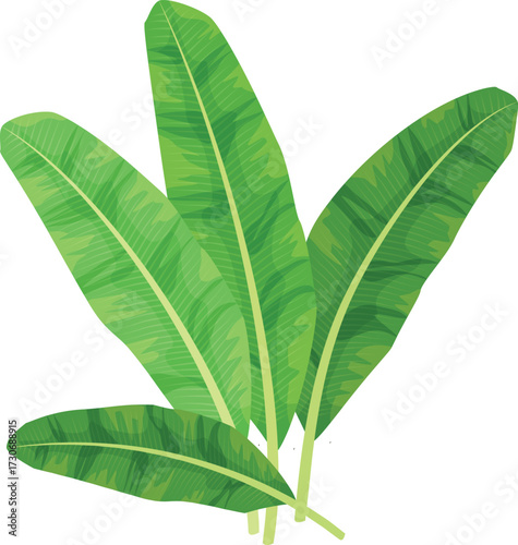 illustration of green banana leaf 