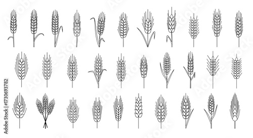 A diverse collection of illustrated cereal grains showcasing various types and growth stages.