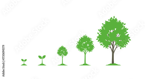 Illustrating the continuous growth and development of a tree from a small seedling into a fully mature plant.