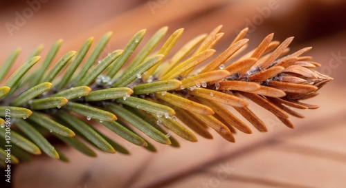 Pine evergreen needles with frost are showing the transition from vibrant green to dried brown and orange in a stunning macro close-up image