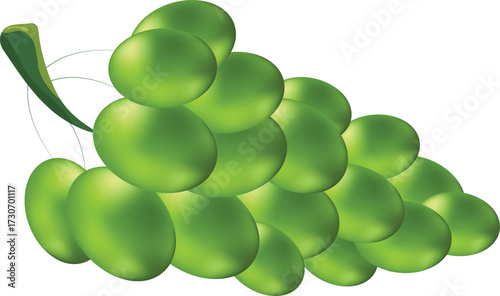illustration of a green grape 