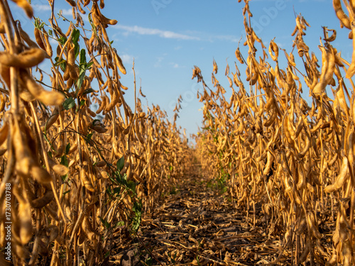 Soybean Field Ready for Harvest in Warm Daylight