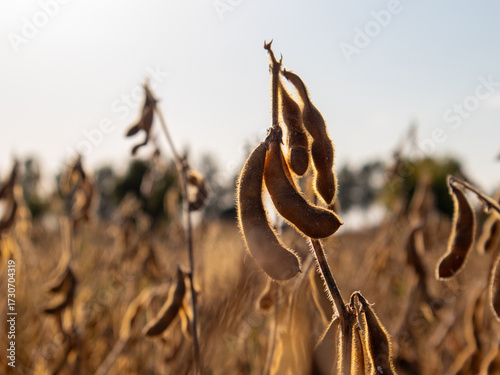 Soybean Plants in a Field During Sunset