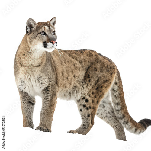 Puma in full body view png puma png wild cat png big cat png cougar png mountain lion png transparent background image