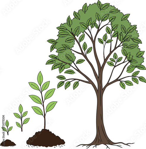 Tree growth stages symbolizing development plant life cycle from seedling to mature tree isolated on transparent background