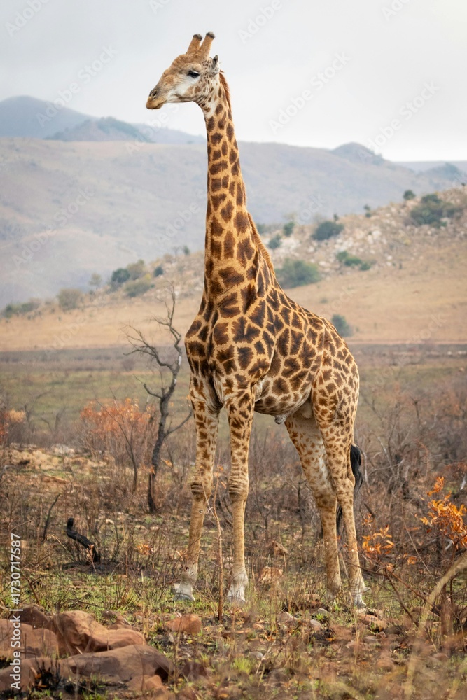 Obraz premium giraffe in the savannah