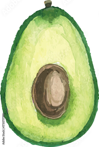 illustration of avocado fruit