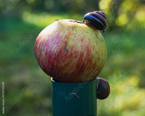 A snail eats an apple