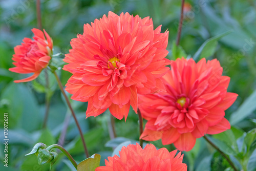 Orange decorative pinnate dahlia ‘stadt spremberg’ in flower.
