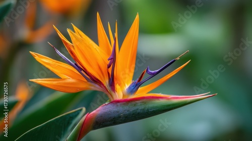 In a lush tropical garden a striking orange bird of paradise flower puts on a vibrant display. The flower stands out among green foliage capturing the essence of paradise.