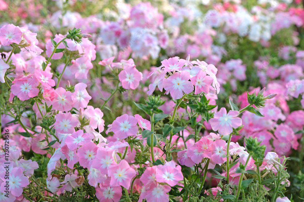 Fototapeta premium Pale pink Phlox drummondii grandiflora, or annual phlox, in flower.