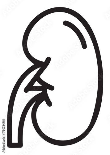 Simplified black line drawing of a human kidney with ureter anatomy - stock vector