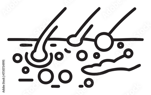 Hair follicle structure diagram with sebaceous glands and pores - stock vector