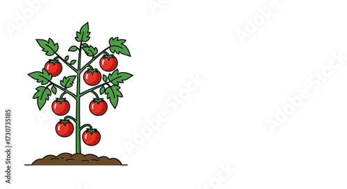 Illustration of a vibrant tomato plant with ripe red tomatoes growing on a white background, perfect for food and garden themes