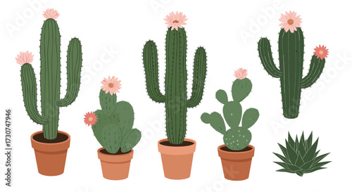 A collection of potted cacti with blooming flowers.