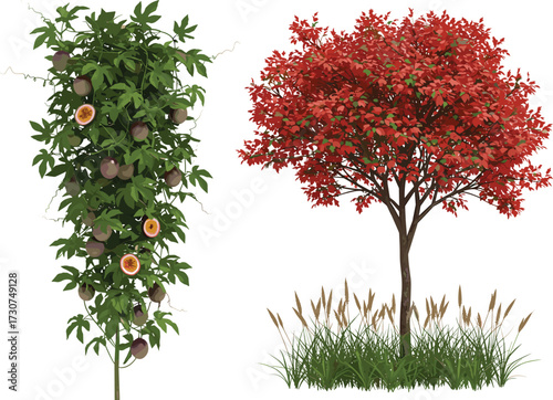 Passion fruit vine with ripe purple fruits, orange pulp seeds, autumn red tree leaves, ornamental grass, seasonal botanical garden nature scene
