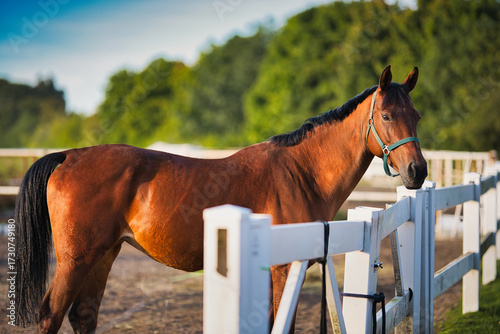 horse on the fence