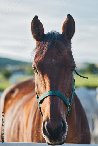 portrait of a horse