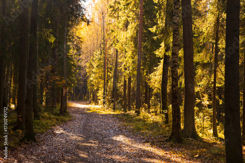 Beautiful autumn landscape on a sunny day.