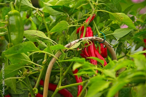 red chili pepper fruits in an urban garden