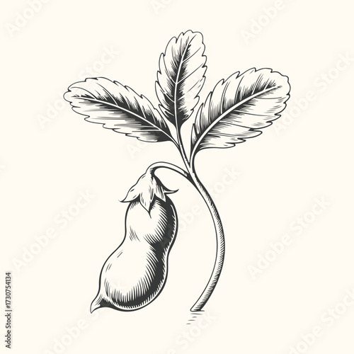 Vector art of a vintage handdrawn illustration of a single pea pod with leaves on a stem, isolated on a light cream background, evoking a sense of natural growth and organic produce