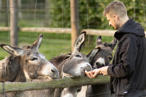Obraz na plátně Young man feeding donkeys at a farm, surrounded by curious animals, showcasing i
