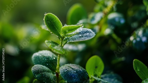 Fresh green leaves glisten with morning dew drops,