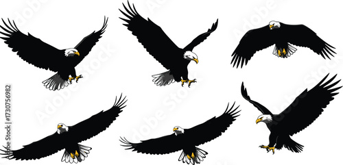 Collection of flying bald eagle vector silhouettes with wings spread, American freedom bird illustration set, wildlife raptor design for stock