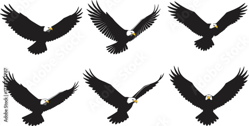 Collection of flying bald eagle vector silhouettes with wings spread, American freedom bird illustration set, wildlife raptor design for stock
