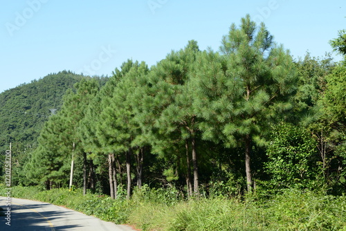 Photos Pinus taeda, the loblolly pine, is an evergreen conifer native to the southeastern United States with reddish brown bark and three needle clusters