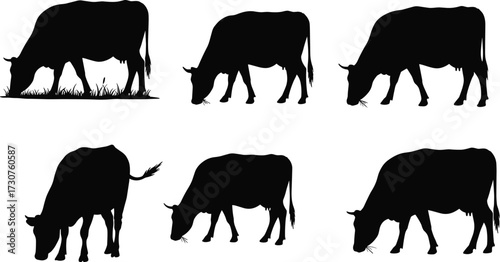 Cow silhouettes farm animals livestock vector illustration set, black cattle shapes standing grazing agriculture design for dairy farming content