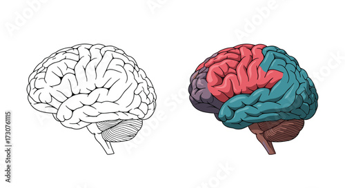 An anatomical illustration of a human brain showing different regions.