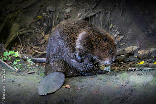 Wallpaper Mural beaver scratching on muddy riverbank Torontodigital.ca