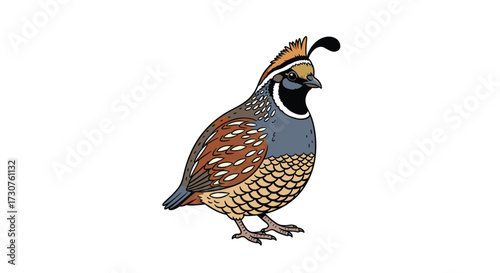 A detailed illustration of a quail bird showing its distinct head plume.
