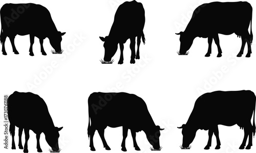 Cow silhouettes farm animals livestock vector illustration set, black cattle shapes standing grazing agriculture design for dairy farming content