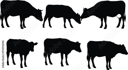 Cow silhouettes farm animals livestock vector illustration set, black cattle shapes standing grazing agriculture design for dairy farming content